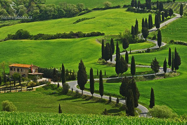 Monticchiello Road, Tuscany, Fotografie: Monticchiello Road, Autor: Ondřej Prosický | NaturePhoto.cz, Objektiv: Canon EF 100mm f/2.8 Macro USM, stativ Gitzo 3540LS + RRS BH55, Vytvořeno: 4. září 2008 22:23:19, San Quírico d´Orcia, Toskánsko (Itálie) 